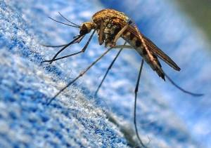 Создать мем: обычный комар, комар обыкновенный, лихорадка западного нила
