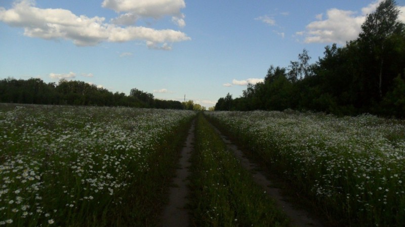 Create meme: buckwheat blooming field, buckwheat field, grass in the field