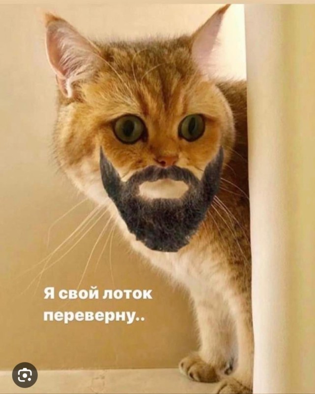 Create meme: cat funny , funny face of a cat, carbon monoxide cat