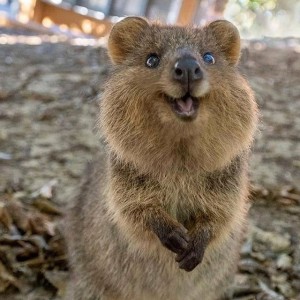 Create meme: quokka animal cute photo, quokka cute, the most positive animal quokka