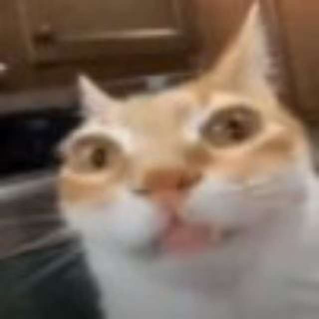 Create meme: cat meme, cat , cats 