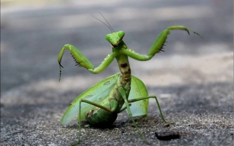 Create meme: common mantis, the mantis green, beetle mantis