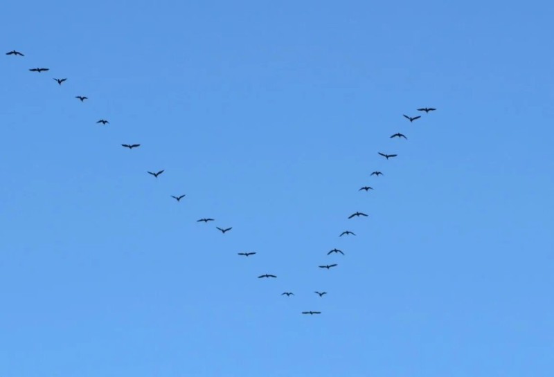 Create meme: migratory birds crane wedge, birds fly South, birds fly in a wedge