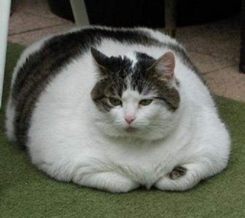really fat cats