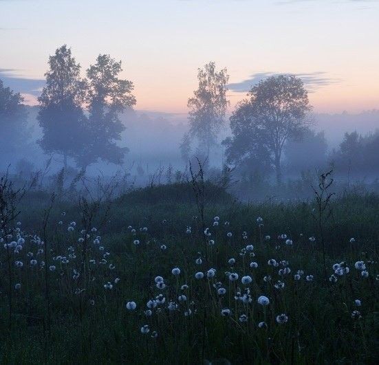 Create meme: landscape , fog in the morning, a clear field in the fog