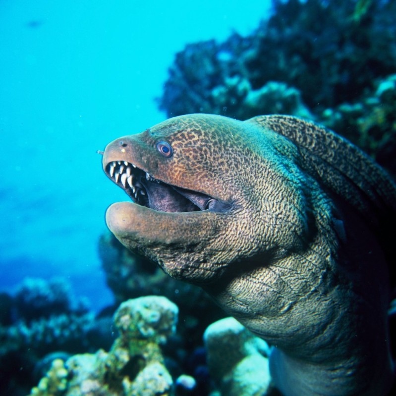 Create meme: moray eel fish, giant moray eel, moray eels in the Red Sea