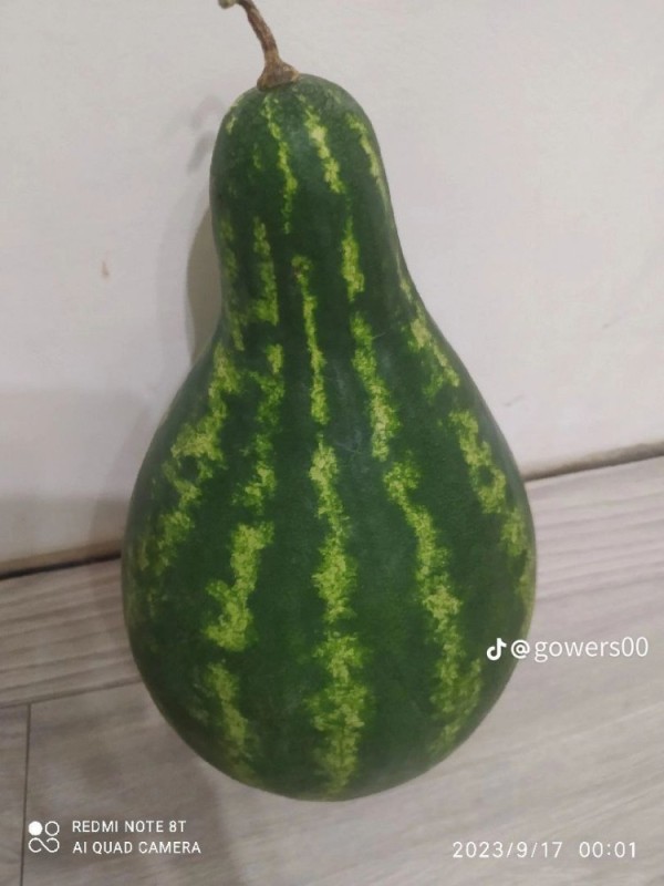 Create meme: seeds. watermelon "crimson sweet", watermelon watermelon, Astrakhan watermelon