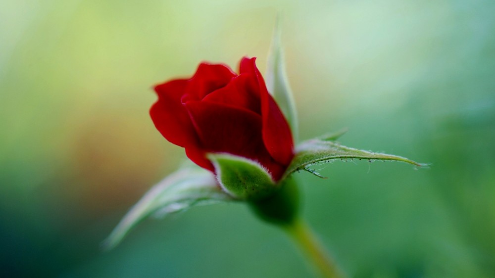 Create meme: The rose is a semi-bud, Bud of a red rose, the scarlet rose