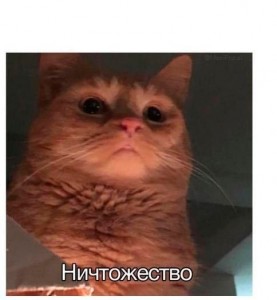 Создать мем: кошачьи мемы, funny cat, cat meme