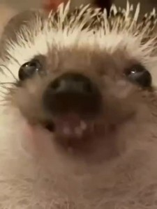 Create meme: meme the hedgehog