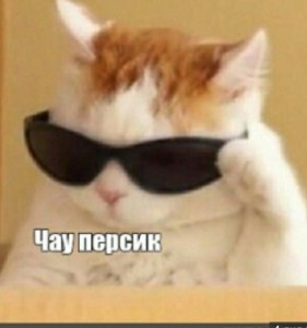 Create meme: memes with cats, funny cats, Cat