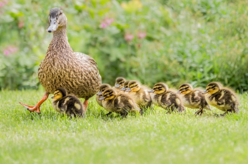 Create meme: little ducklings, duck with ducklings, duck drake ducklings