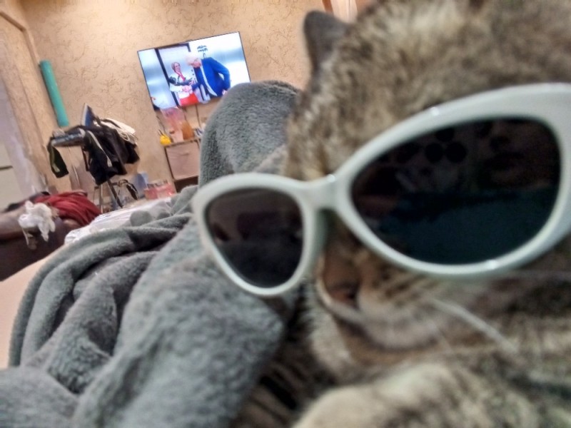 Create meme: bonya the cat, gray cat, cat with glasses
