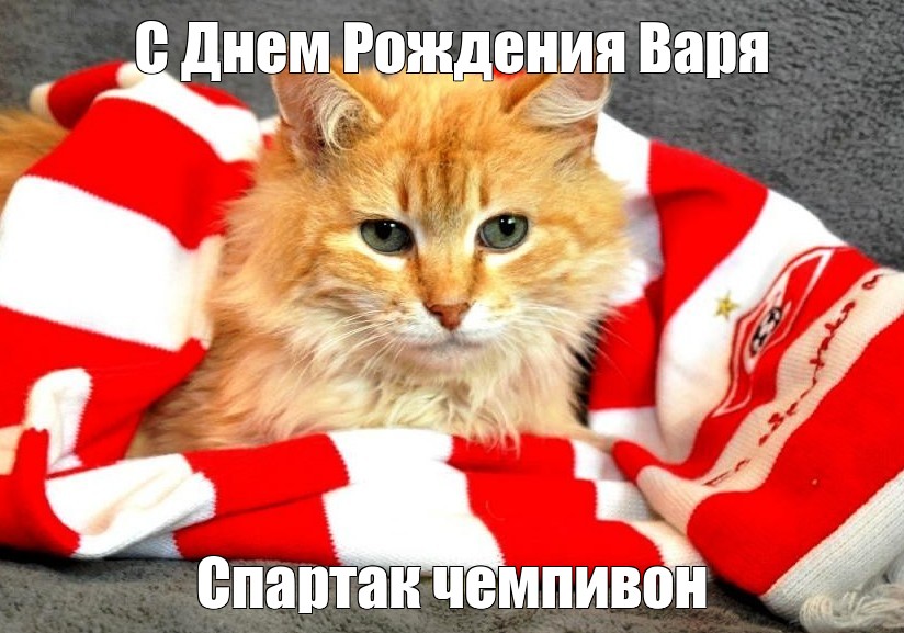 Коты фанаты. Кот болельщик. Кот чемпион.