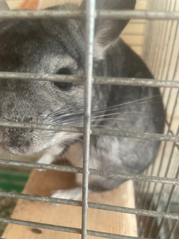 Create meme: australian chinchilla, chinchilla , chinchilla grey