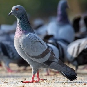 Create meme: pigeons, dove