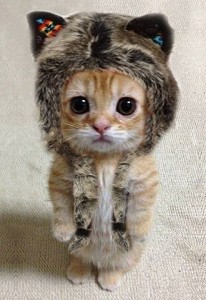 Создать мем: шапка "котёнок", няшные животные, котик в шапочке