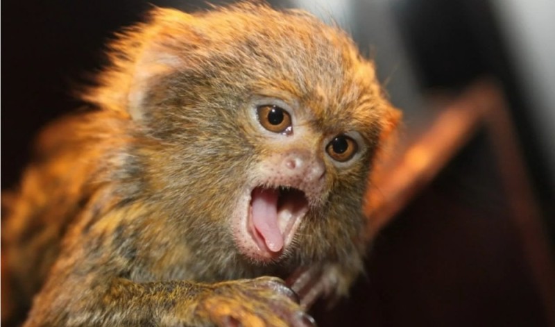 Create meme: pygmy marmoset, marmoset igrunka, pygmy monkey igrunka