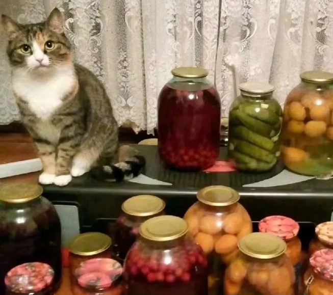 Create meme: compote cat, home canning, pickling