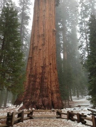 Create meme: sequoia tree, sequoia National Park, sequoia park