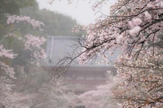 Create meme: Sakura Taihaku, cherry blossoms in japan, Sakura in the fog