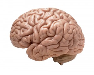 Создать мем: мозги извилины, цветной мозг картинка png, мозг человека png