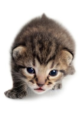 Create meme: cat , cat , little kittens