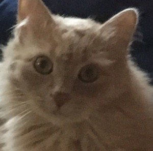 Создать мем: orange cat with green eyes, sceptical cat, кот