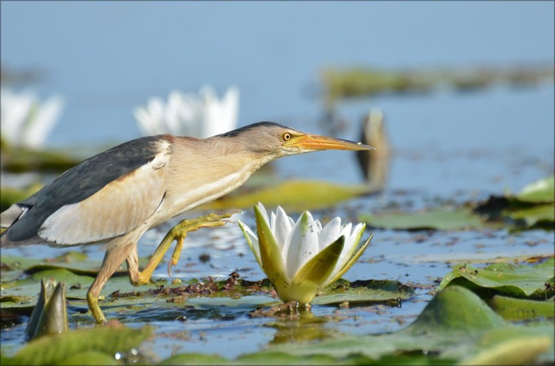 Create meme: small drink, swamp drink, yellow heron