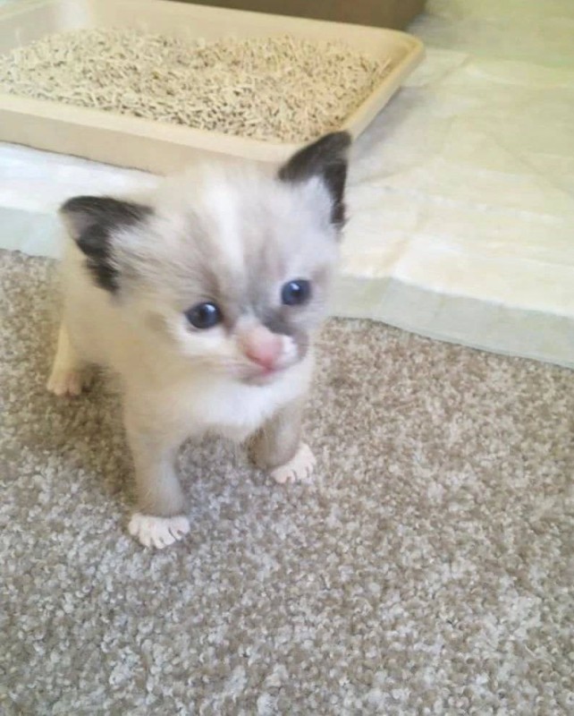 Create meme: Siamese kitten, siamese kitten is small, kittens of Siamese color