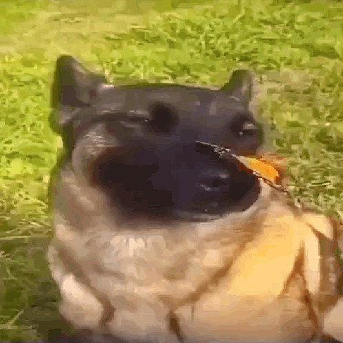 Create meme: a dog with a butterfly, a dog with a butterfly on its nose meme, a dog with a butterfly on its nose