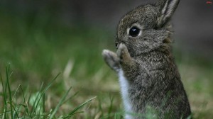 Create meme: rabbit, a pet rabbit, cute baby