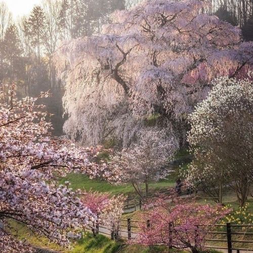 Создать мем: природа фотографии, cherry blossoms in japan, кику шидаре сакура