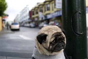 Create meme: adult pug, breed pug, sad pug