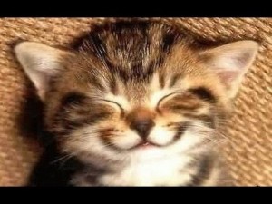 Create meme: five nights at Barsik kot Barsik, cat, the smile of the cat