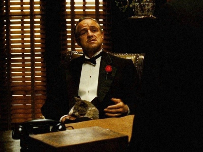 Create meme: but you're doing it without respect, Vito Corleone, don corleone with a cat