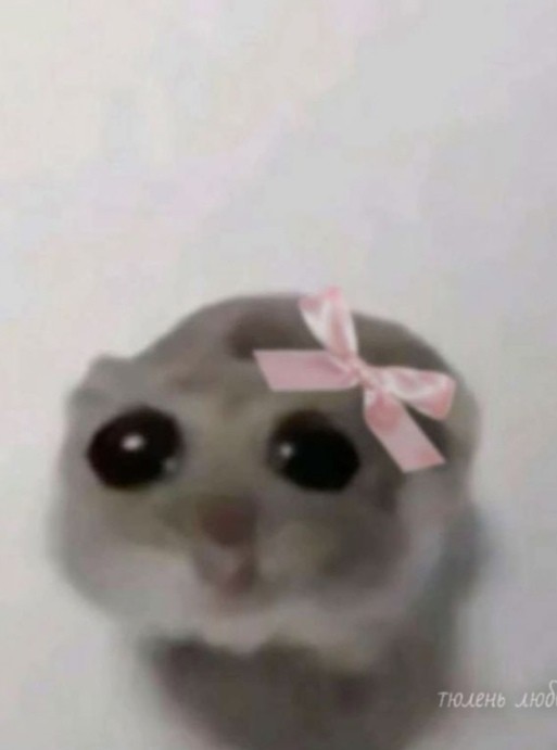 Create meme: hamster with big eyes meme, sad hamster, A hamster with big eyes