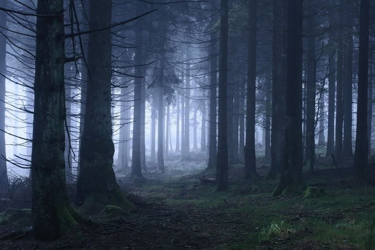Создать мем: туман в лесу, лес мрачный, лес туманный