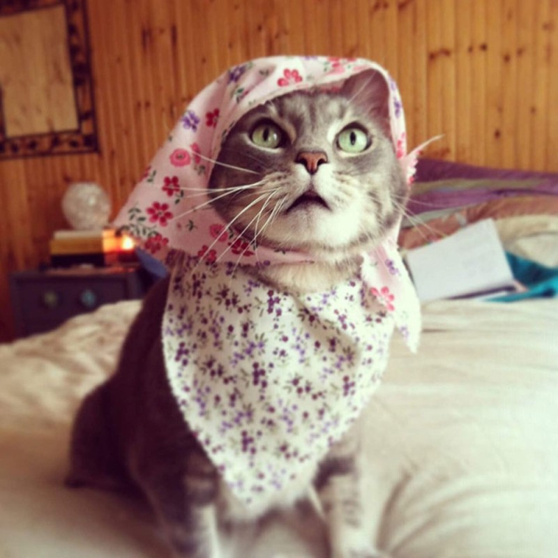 Create meme: the cat in the handkerchief, the cat in the scarf, a cat in a scarf