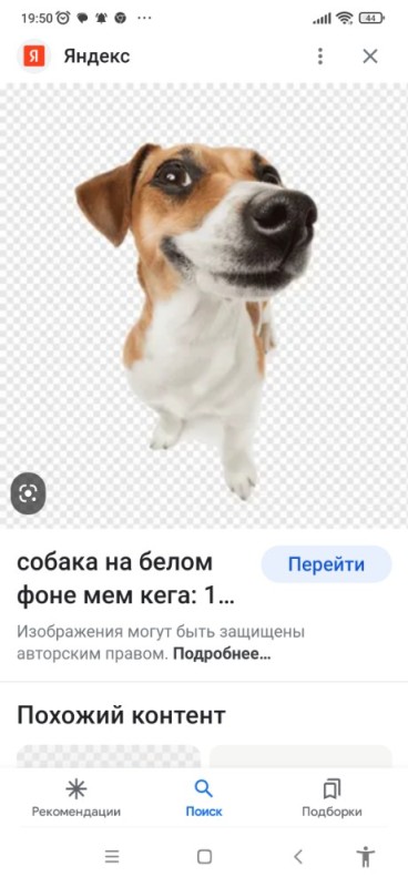 Create meme: Jack Russell Terrier , dog Jack Russell Terrier, jack russell terrier dog meme
