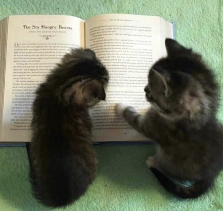 Create meme: the sweetest cats, a kitten with a book, The cat is learning