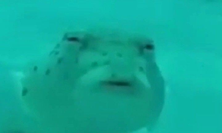 Create meme: suspicious puffer fish, suspicious fish, fish meme