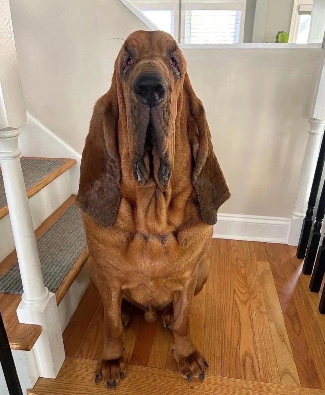 Create meme: breed of bloodhound dogs, bloodhound breed, bloodhound and basset