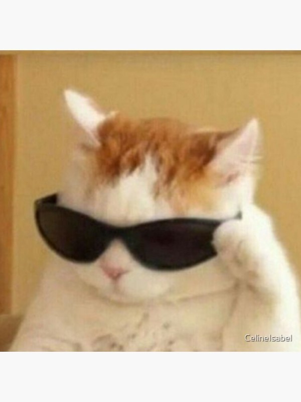 Создать мем: кот с очками мем