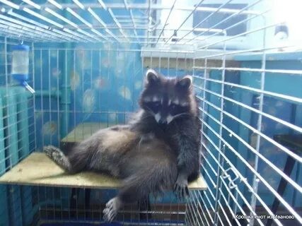 Create meme: A raccoon at the zoo, raccoon in a cage, raccoon gargle 