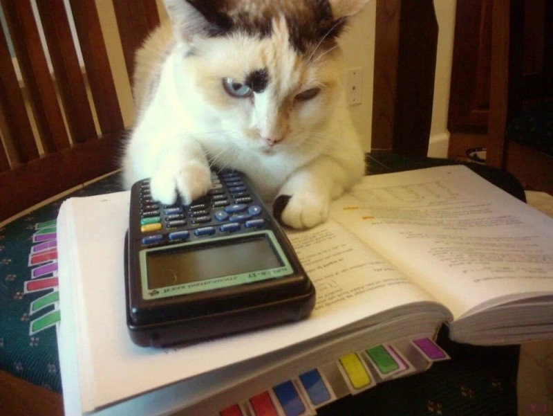Create meme: cat accountant, The accounting cat, a cat with a calculator