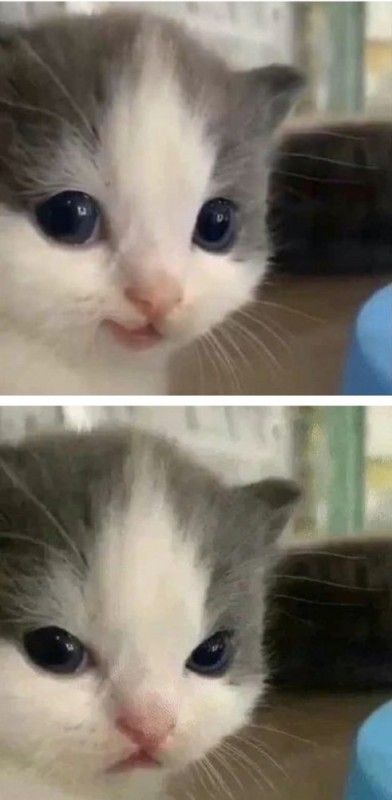 Create meme: little cat meme, The cat meme, cat 