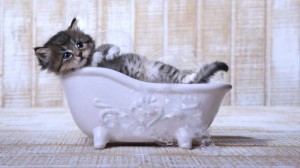 Создать мем: маленький котенок, очаровательные котята, котенок в ванной