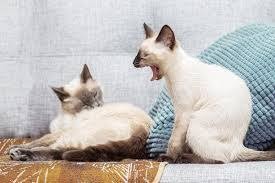Create meme: Siamese cat , siamese cat siamese twin, Siamese kitten