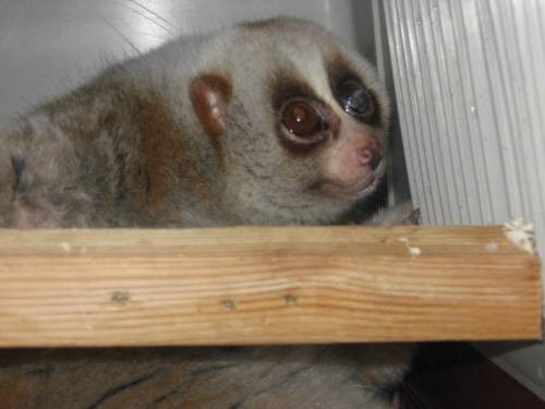 Create meme: home lemur, dwarf lemur domestic, lemur 